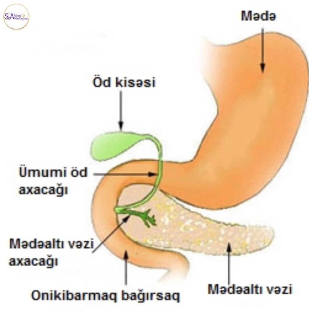 Öd Kisəsi: Funksiyası, Xəstəlikləri və Müalicə Üsulları